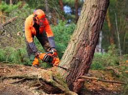  Rosebud, TX Tree Removal Pros