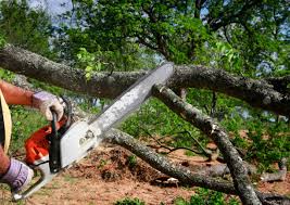 Best Firewood Processing and Delivery  in Rosebud, TX