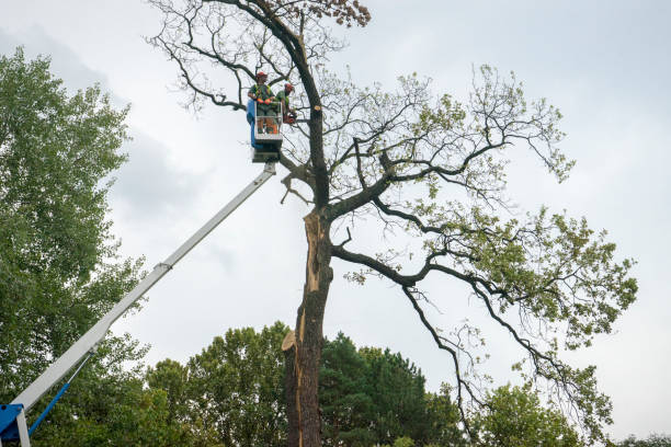 Best Root Management and Removal  in Rosebud, TX