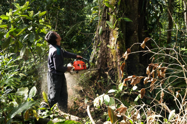 Best Hazardous Tree Removal  in Rosebud, TX