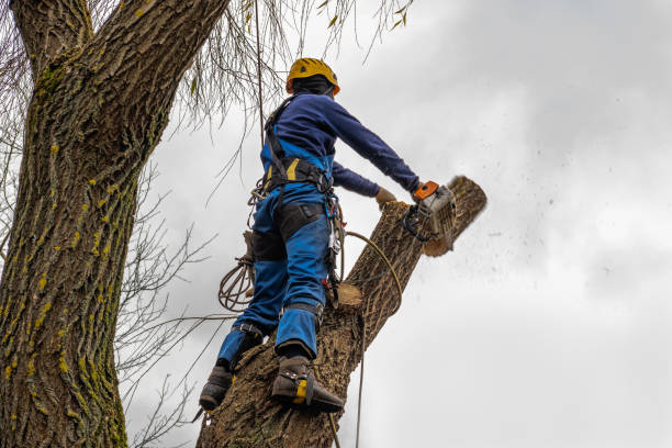 How Our Tree Care Process Works  in  Rosebud, TX