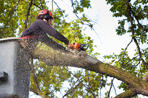 Best Emergency Tree Removal  in Rosebud, TX